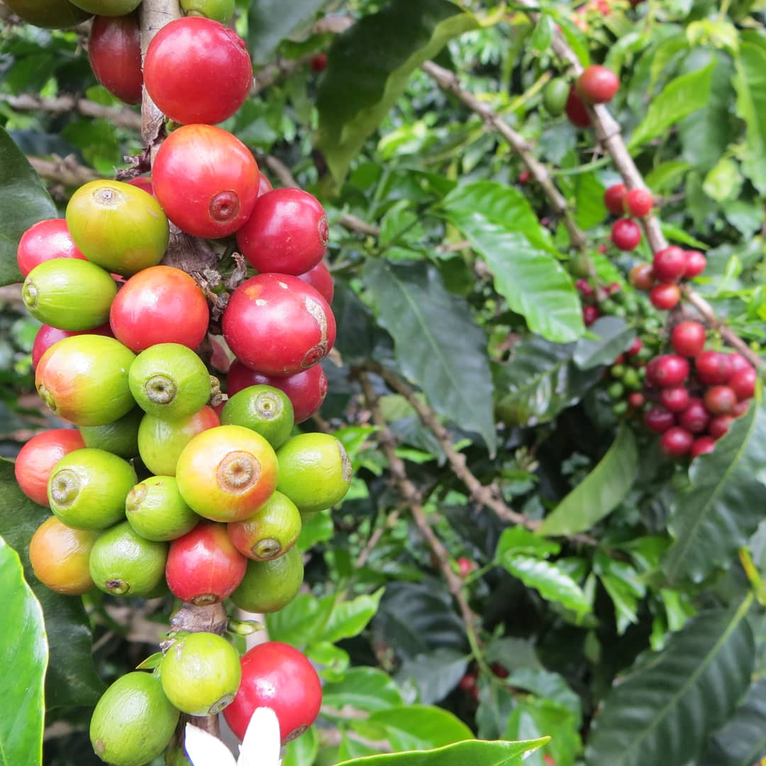 green and red coffee cherries