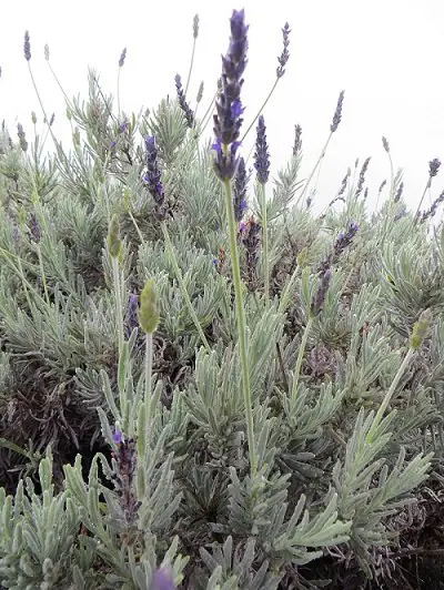 A field of English lavender growing outside